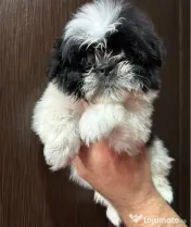 Pui shih tzu 2 luni 