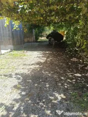Casa Vermes cu 4900 mp teren 