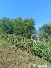Casa Vermes cu 4900 mp teren 