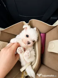 Bichon maltez mini toy 