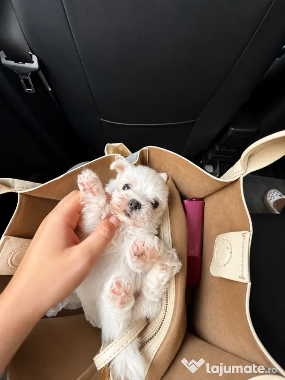 Bichon maltez mini toy