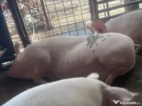 vand porci 