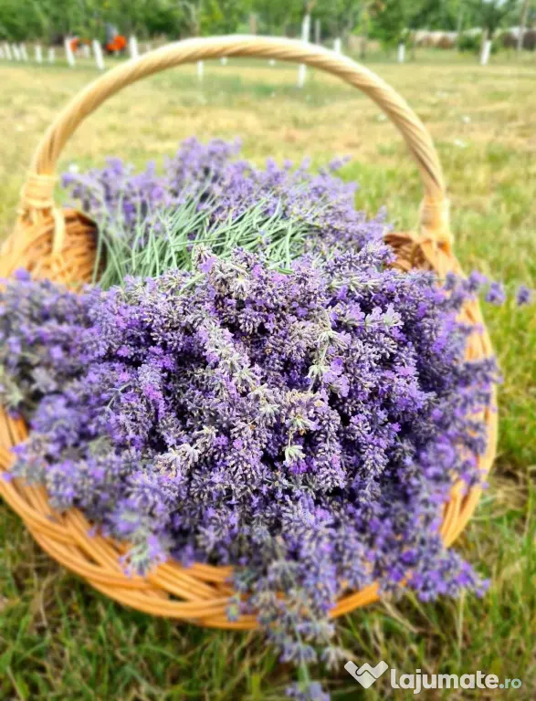Pur Essential Oil Lavandula Augustofilia