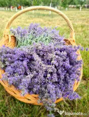 Pur Essential Oil Lavandula Augustofilia Apa de Lavanda