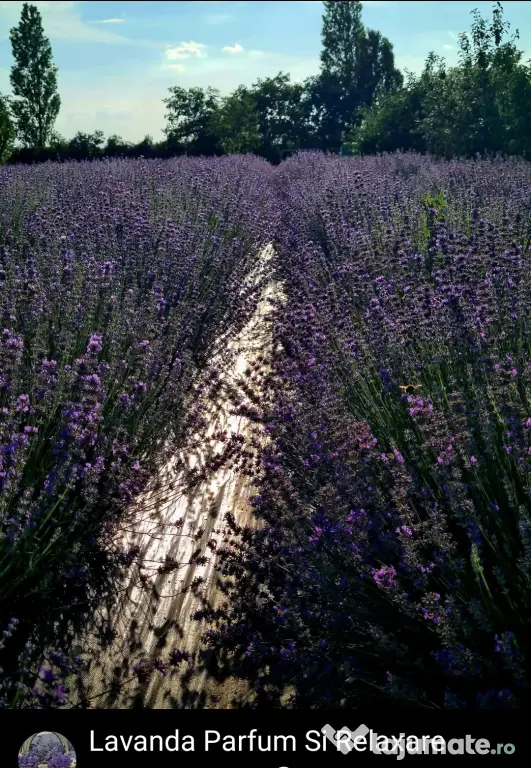 Pur Essential Oil Lavandula Augustofilia
