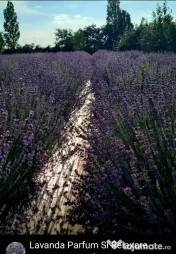 Pur Essential Oil Lavandula Augustofilia Apa de Lavanda