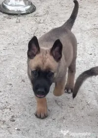 Ciobănesc german malinois