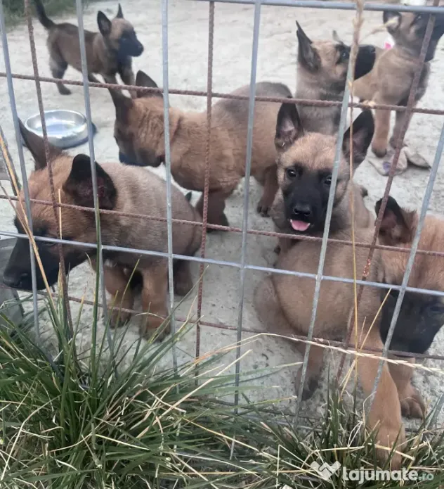 Ciobănesc german malinois
