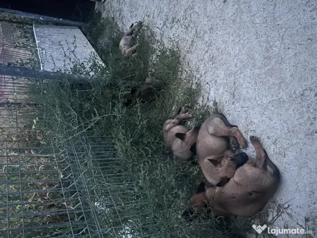 Ciobănesc german malinois