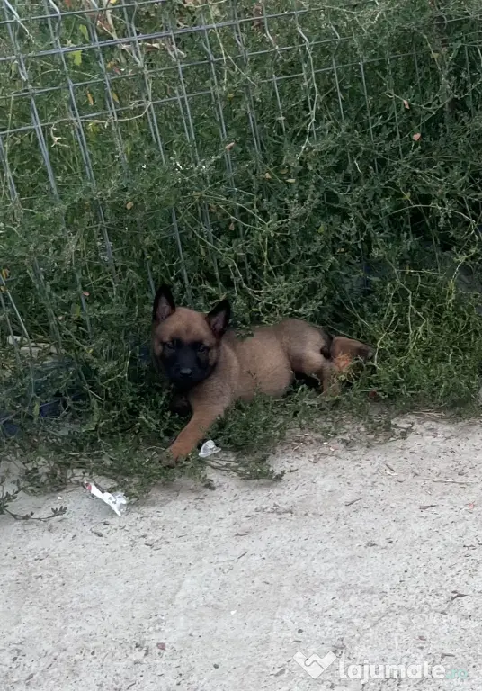 Ciobănesc german malinois