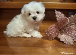 Bichon maltez mini toy