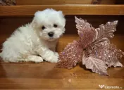 Bichon maltez mini toy