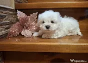 Bichon maltez mini toy