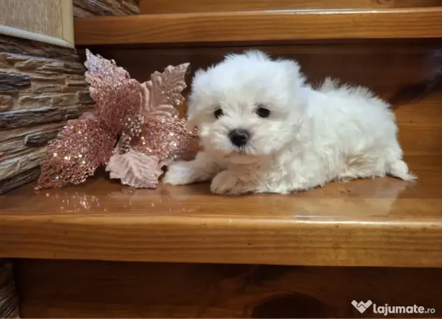 Bichon maltez mini toy