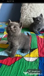 Puiuti British Shorthair 
