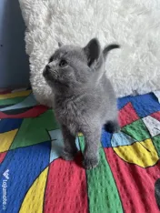 Puiuti British Shorthair 