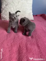 Puiuti British Shorthair 