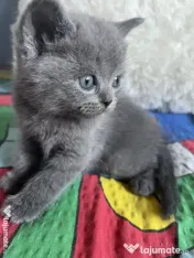 Puiuti British Shorthair 