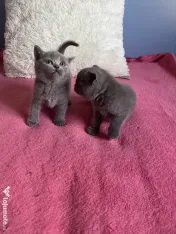 Puiuti British Shorthair 