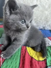 Puiuti British Shorthair 