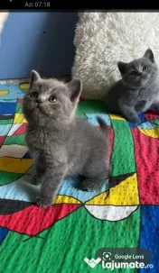 Puiuti British Shorthair 