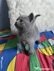 Puiuti British Shorthair 
