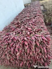 Ceapă roșie pretul afisat este per kg – cantitate mare disponibilă! 