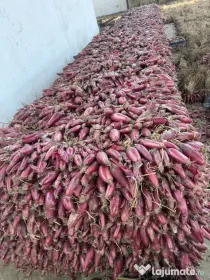 Ceapă roșie pretul afisat este per kg – cantitate mare disponibilă!