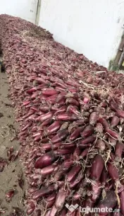 Ceapă roșie pretul afisat este per kg – cantitate mare disponibilă! 