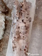 Lemn unicat driftwood erodat natural 85 cm. lungime