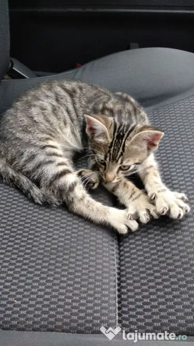 Pisicuțe de 3 luni caută un cămin plin de iubire