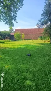 Vand struguri pentru vin 