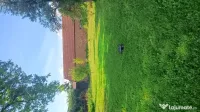 Vind struguri pentru vin