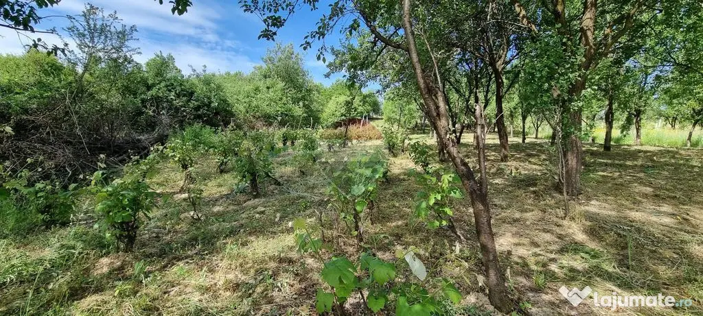 GATA DE CONSTRUIT -TEREN de VANZARE - Ocolis (Maramures)