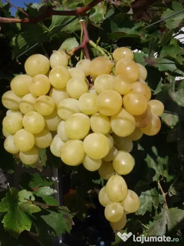 Vanzare struguri de calitate, de masa sau vin