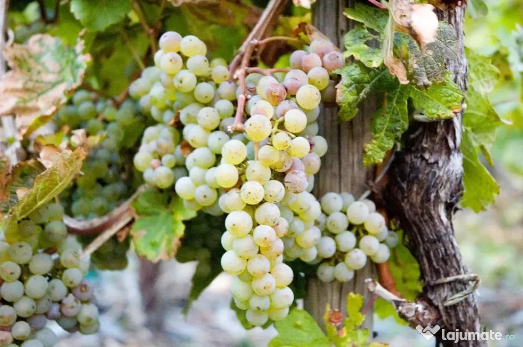 Vanzare struguri de calitate, de masa sau vin