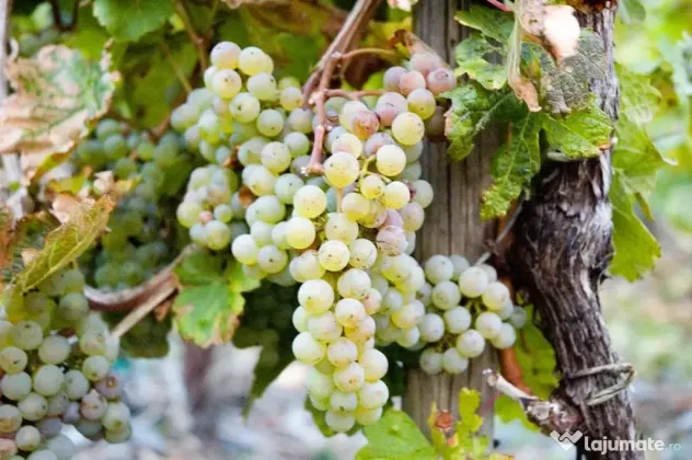 Vanzare struguri de calitate, de masa sau vin