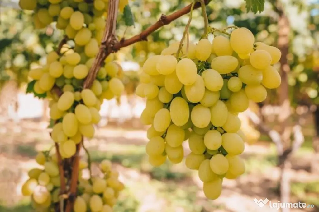 Vanzare struguri de calitate, de masa sau vin