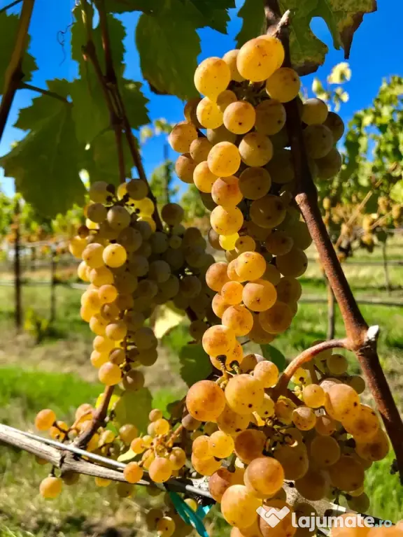 Vanzare struguri de calitate, de masa sau vin