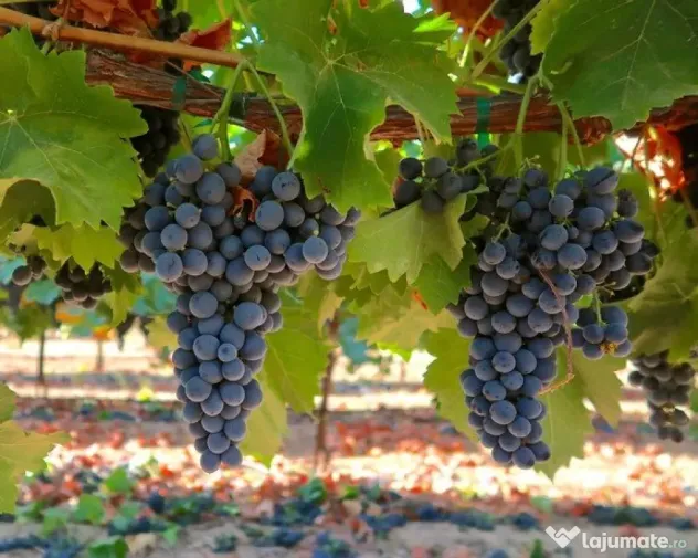 Vanzare struguri de calitate, de masa sau vin