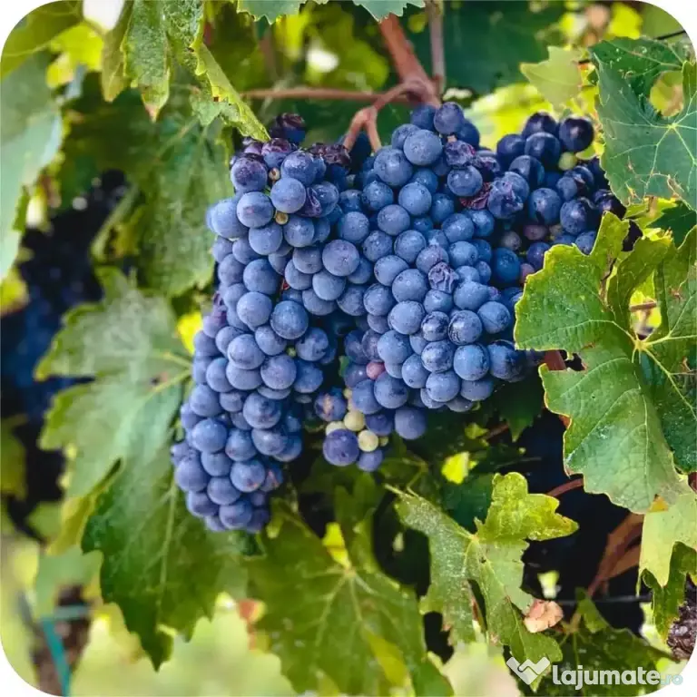 Vanzare struguri de calitate, de masa sau vin