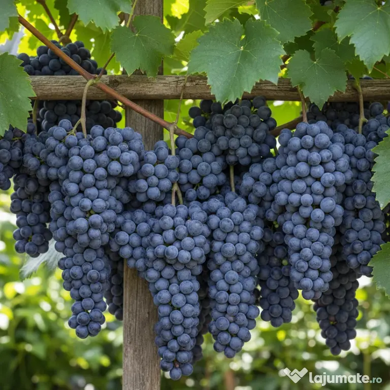 Vanzare struguri de calitate, de masa sau vin