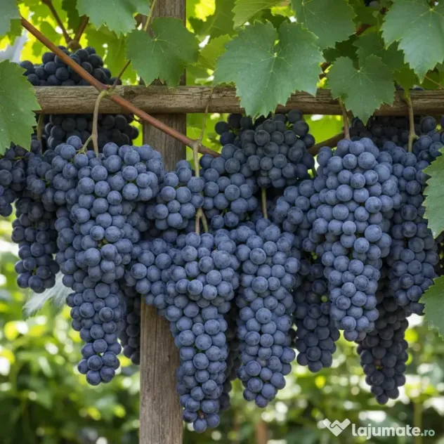 Vanzare struguri de calitate, de masa sau vin