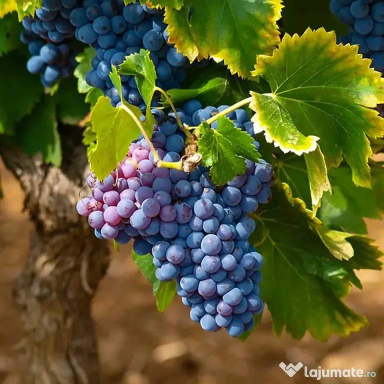Vanzare struguri de calitate, de masa sau vin