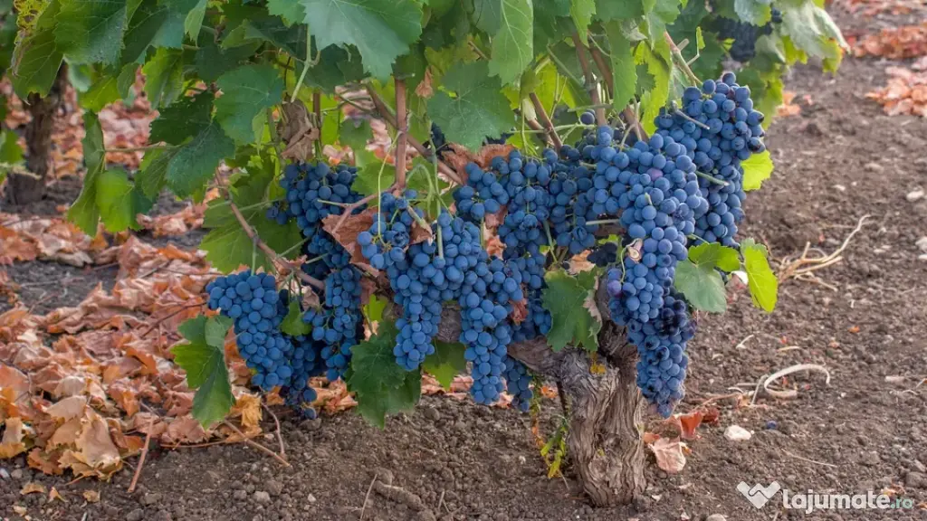 Vanzare struguri de calitate, de masa sau vin