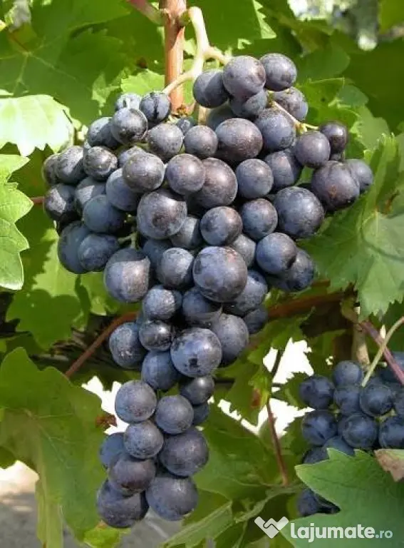 Vanzare struguri de calitate, de masa sau vin