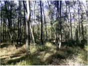 Teren extravilan padure Buzau,Costesti