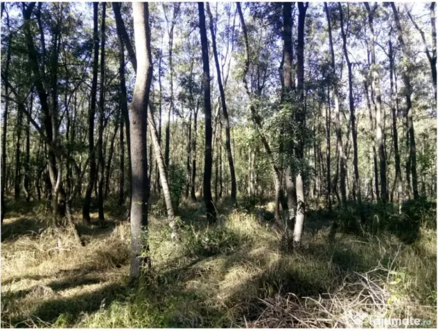 Teren extravilan padure Buzau,Costesti - Costesti (Buzau)