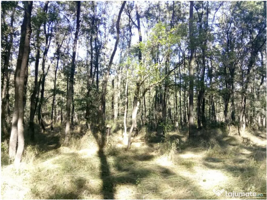 Teren extravilan padure Buzau,Costesti - Costesti (Buzau)