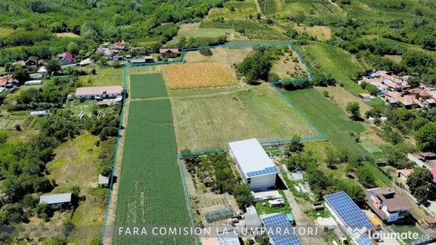 OPORTUNITATE UNICA IN DOMENIUL VITICOL - Orlesti (Valcea)